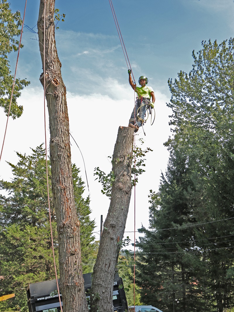 Guzman Tree climber