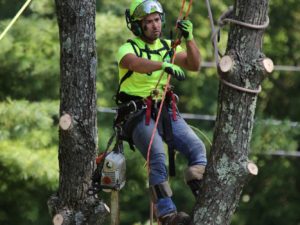 How Do You Cut Down A Tree In A Tight Space guzman tree removal