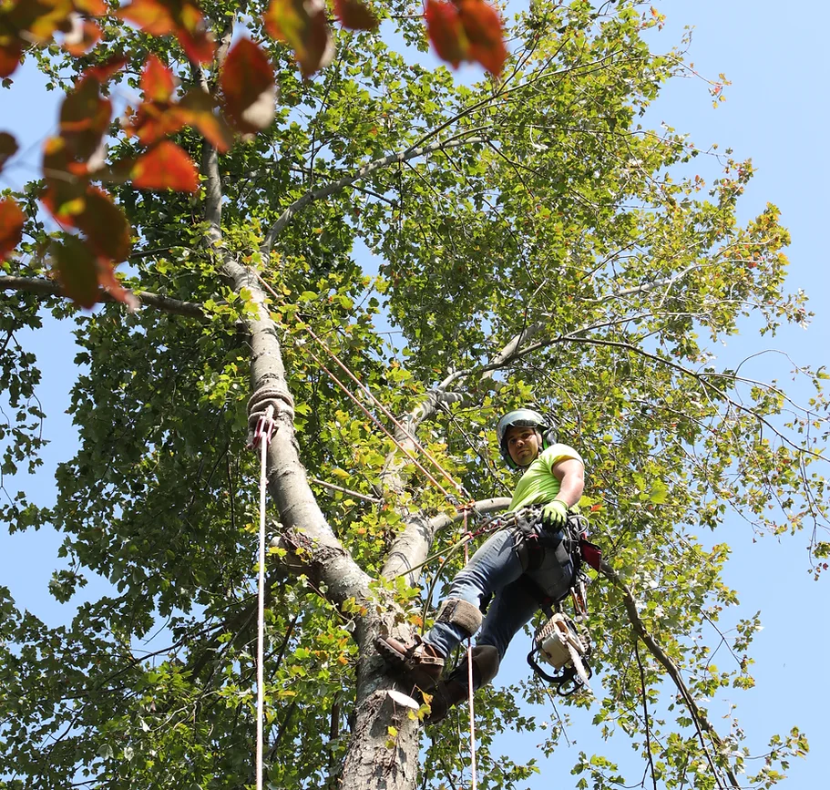 Isia Guzman Climbing Tree