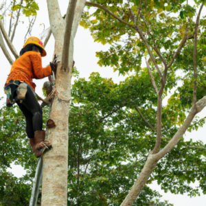 what-is-a-person-called-who-cuts-down-trees