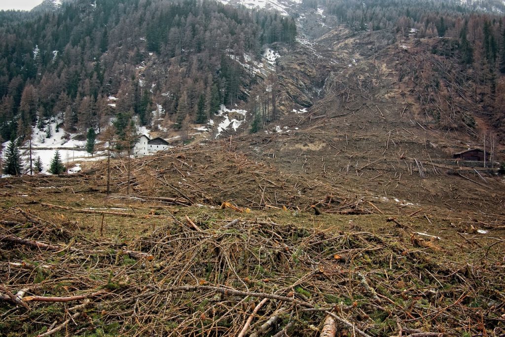 What Is It Called When Trees Are Cut Down Without Being Replaced?